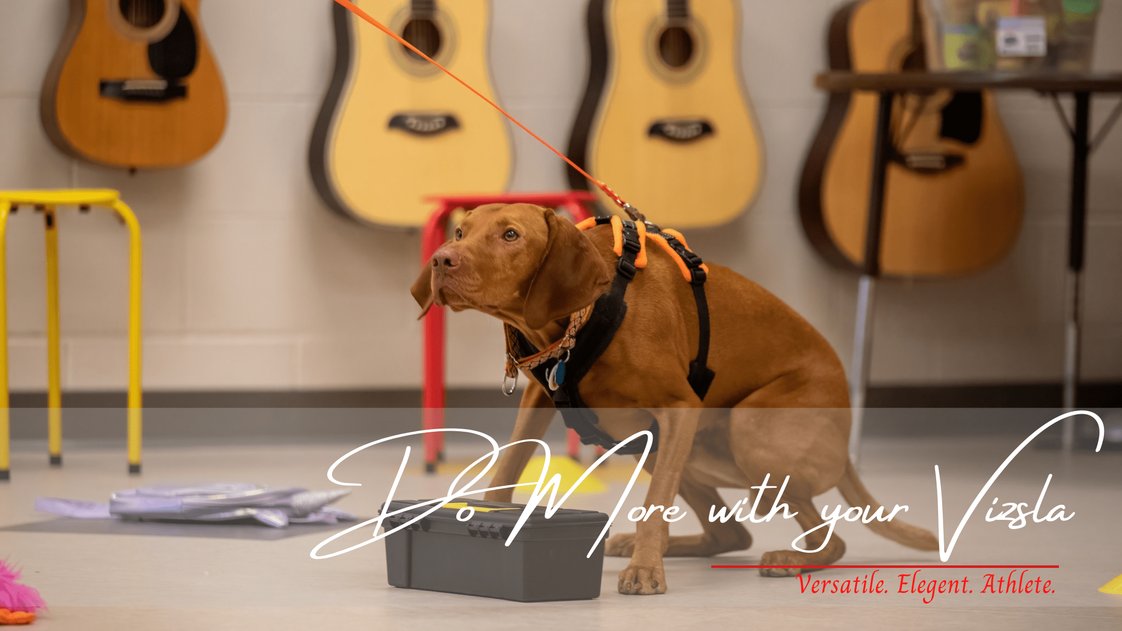 Changes to Twin Cities Vizsla Club Facebook Presence